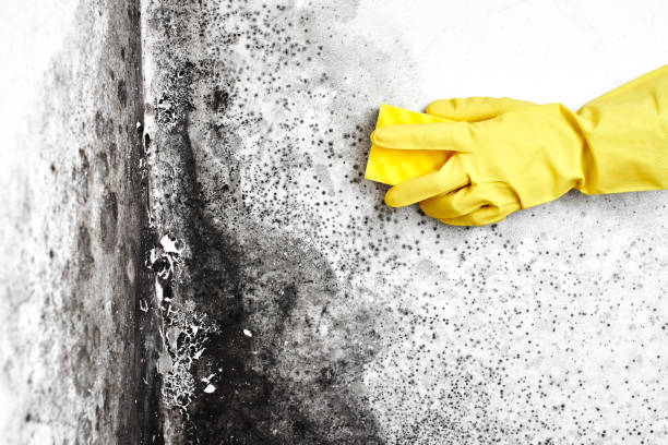 Best Asbestos and Lead Testing During Mold Inspection  in Silverdale, WA